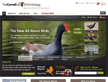 Tablet Screenshot of birds.cornell.edu